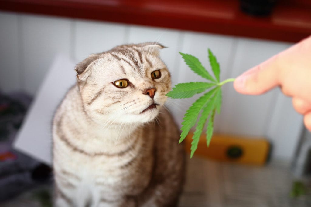 Folded Cat Marijuana