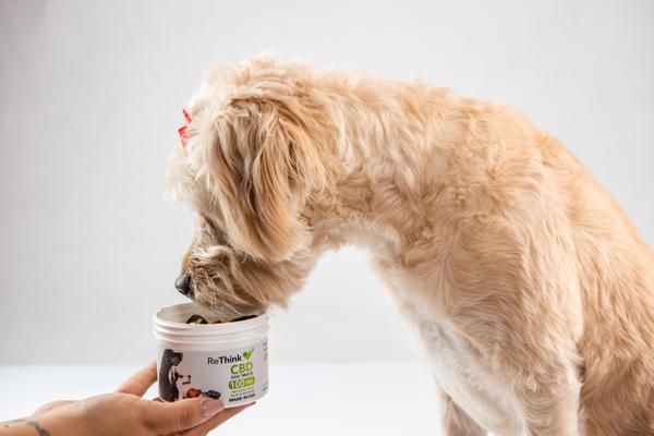 support pets holidays 3