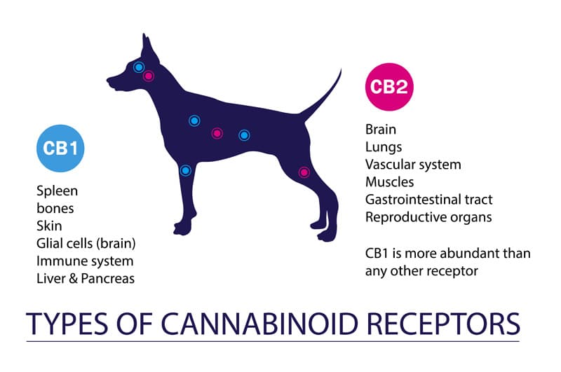 Cbd For Dogs Cats 4
