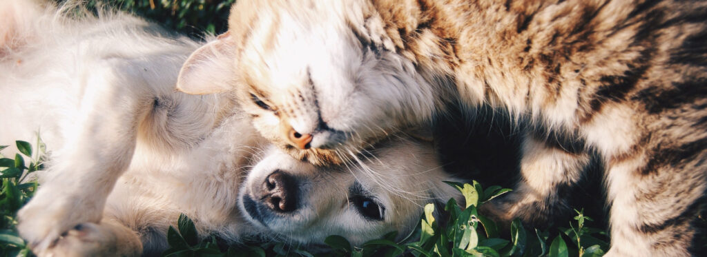 8 Things You Need To Know About Cbd Oil For Cats And Dogs